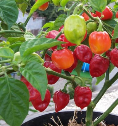 AJI HABANERO