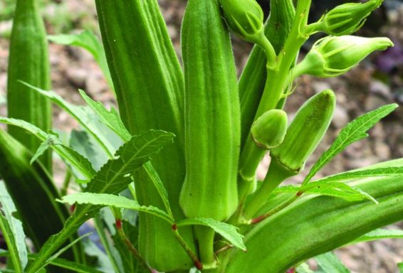OKRA