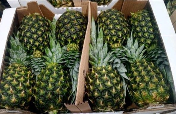 PIÑA MD2