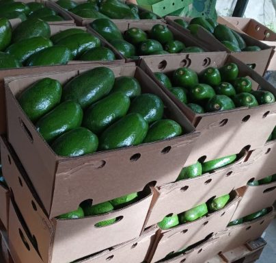 AGUACATE SEMIL-34