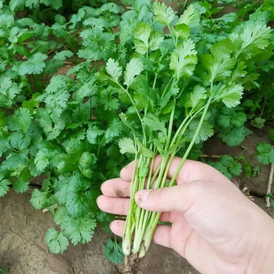 COSECHA DE CILANTRO