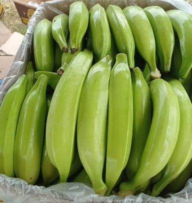 PLATANO MACHO