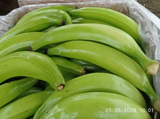 PLATANO MACHO