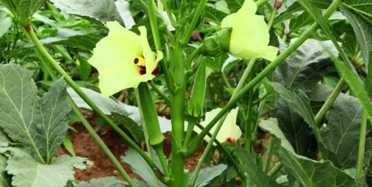 OKRA