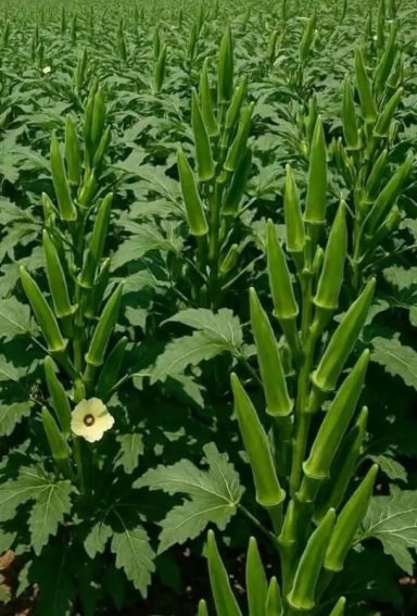 SIEMBRA DE OKRA
