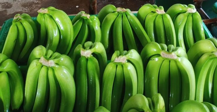 BANANAS CAVENDISH